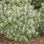 Саджанець Обліпиха чоловіча в контейнері